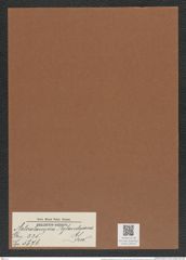 Asterolampra rylandsiana Grev. (de-Toni-Nr.: Genus 235, Species 5676) Zeichnungen Sammlung Grunow Mappe 05234 (Herbarium_W_Grunow_drawings_Folder_05234)